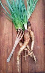 3 Rare Root Crops: Growing Crosnes, Salsify and Skirret Image